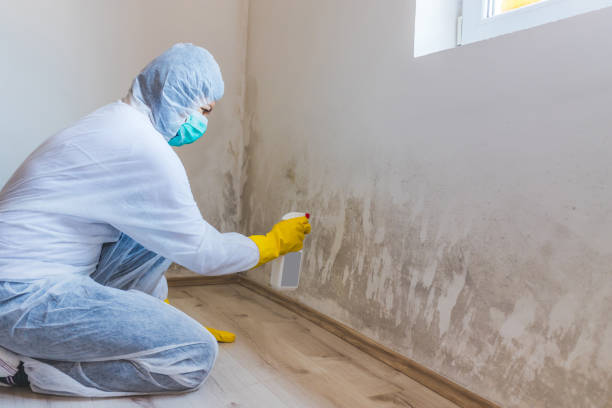 Licensed Basement Mold Removal service in Hoboken, NJ - WQB Mold Removal