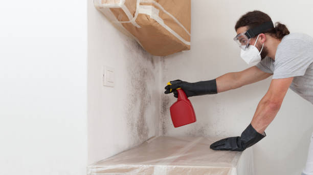 Professional Basement Mold Removal technician working in Hoboken, NJ