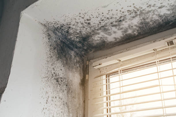 Affordable Basement Mold Removal solutions in Hoboken, NJ